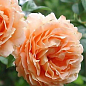 Роза паркова "Лорд Байрон" (саджанець класу АА +) вищий сорт