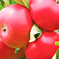 Яблуня "Рубінола" (зимовий сорт, пізній термін дозрівання)
