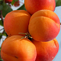 Абрикос "Меджик Кот" (летний сорт, ранний срок созревания)