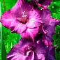 Гладиолус "Purple Flora" 3шт купить