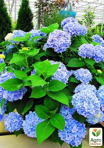 Гортензия крупнолистная голубая "Голубая нежность" (Blue tenderness)