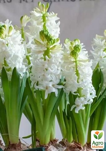 Гиацинт "White Pearl"