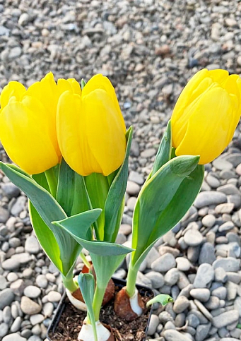 Тюльпан махровый "Yellow Baby" (Нидерланды) - фото 3