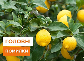 Кімнатний лимон, помилки у вирощуванні - корисні статті про садівництво від Agro-Market
