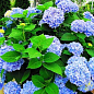 Гортензия крупнолистная голубая "Голубая нежность" (Blue tenderness)