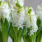 Гиацинт "White Pearl"