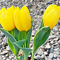 Тюльпан махровий "Yellow Baby" (Нідерланди) цена