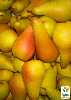 Ексклюзив! Груша сонячного кольору "Медова насолода" (Honey pleasure) (преміальний, високоврожайний, соковитий сорт)11