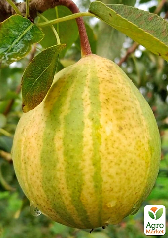 Азіатська груша "Писанка" (смугаста, солодкий з пряними нотками сорт)