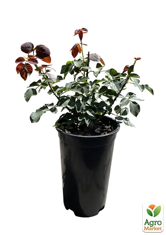 Роза в контейнере чайно-гибридная "Grafin Diana" (саженец класса АА+) - фото 2