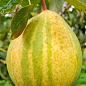 Азіатська груша "Писанка" (смугаста, солодкий з пряними нотками сорт)