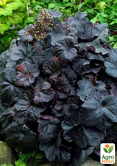 Гейхера (Heuchera) "Obsidian" С1 (высота 15-30см) 1 саженец в упаковке