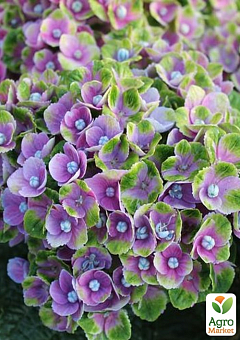 LMTD Гортензия цветущая macrophylla "Magical Amethist" 5-и летняя (высота 45-65см)2