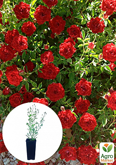Троянда в контейнері ґрунтопокровна "Red Cascade" (саджанець класу АА+)2