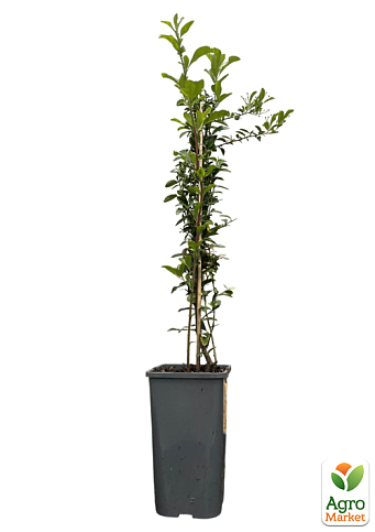 Пираканта "Soleil d`Or" 3-х летняя (высота 60-80см) - фото 2