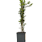 Пираканта "Soleil d`Or" 3-х летняя (высота 60-80см) купить