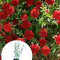 Роза в контейнере почвопокровная "Red Cascade" (саженец класса АА+)