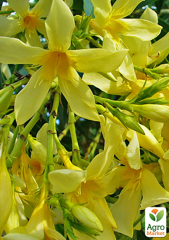 Олеандр жовтий "Maria Gambetta" (вічнозелений чагарник, дуже ароматні квіти) - фото 3