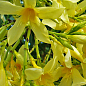 Олеандр желтый "Maria Gambetta" (вечнозеленый кустарник, очень ароматные цветы) цена