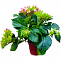 LMTD Гортензия крупнолистная цветущая 2-х летняя "Early Rood" (20-30см) купить