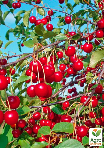 Вишня "Солидарность" (летний сорт, среднеспелый срок созревания) - фото 4