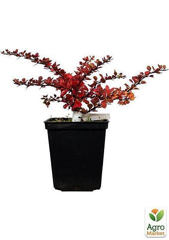 Барбарис Тунберга Green Carpet (контейнер P9) - фото 5