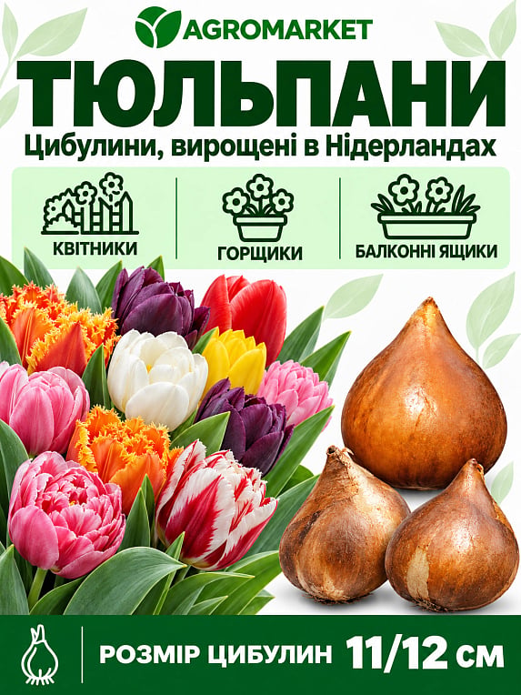 Тюльпан "Apricot Delight" 