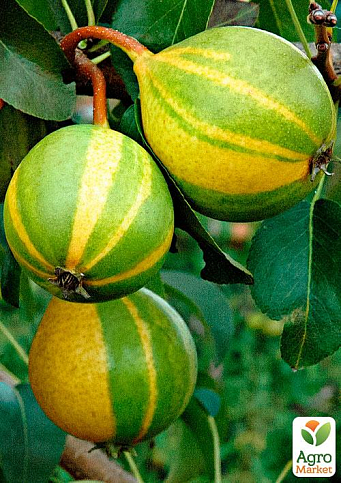 Эксклюзив! Азиатская груша зеленая с бронзово-коричневыми полосками "Тропический остров" (Tropical island) (премиальный очень сочный сорт)