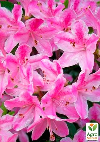 Рододендрон розовый "Кермезина Розеа" (Kermesina Rose) - фото 2