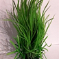Растения искусственные Пластиковое растение 3121 6х20 (0103720)