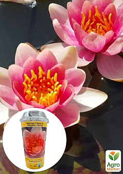 LMTD Нимфея (водяная лилия) "Aurora" (корневище)13