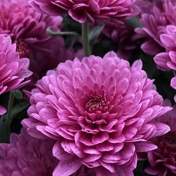 Хризантема мультифлора куляста "Harlem Purple" купити поштою в Одесі ...