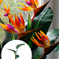 Стреліція Королівська "Bird of Paradise"