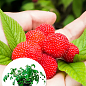 Тибетська малина "Miao Miao" вкорінена у контейнері (середній термін дозрівання)