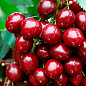 Черешня колоновидная "Сильвия" Эксклюзив купить