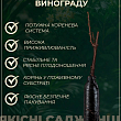 Виноград "Андрюша" цена