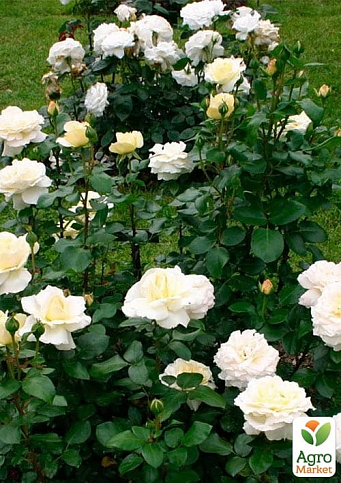 Роза чайно-гибридная "Ла Перла" (саженец класса АА+) высший сорт - фото 5