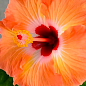 Гибискус комнатный "Boreas Orange" 