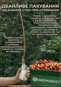 Ексклюзив! Черешня рожева "Фірузе" (Firuse) (преміальний сорт, дає багатий урожай)11