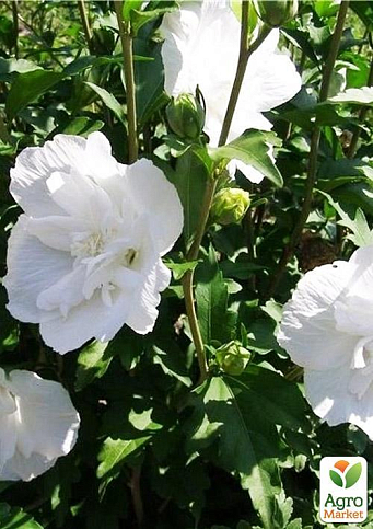 Гибискус древовидный махровый "White Chiffon" - фото 6