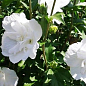 Гибискус древовидный махровый "White Chiffon"