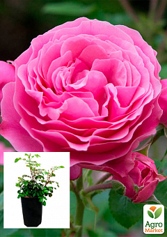 Троянда в контейнері плетиста "Pink Mushimara" (саджанець класу АА+)2