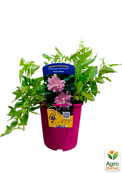 Калістегия махрова 3-х річна (Calystegia hederacea Flore Pleno) С222