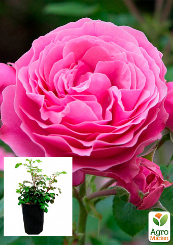 Троянда в контейнері плетиста "Pink Mushimara" (саджанець класу АА+)
