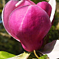 Магнолия "Lennei" (Ленней) 