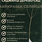 Дерево-сад "Мультифрукт" Персик1+Черешня+Слива+Абрикос+Вишня+Персик2 купить