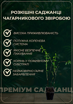 Зверобой Даммера "Peter Dummer"2