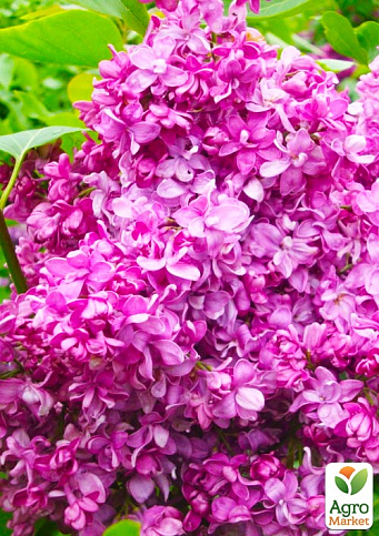 Бузок махровий "Богдан Хмельницький" (Bogdan Khmelnitsky)