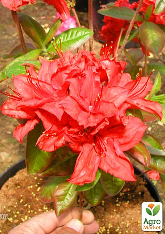 Азалия 2-х летняя крупноцветковая "Doloroso" С3 высота 30-40см - фото 4
