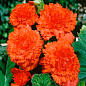 Бегонія "Фімбріата помаранчева" 1шт